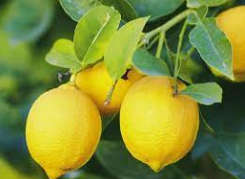 limoni